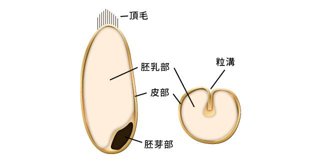 小麦粉の製粉