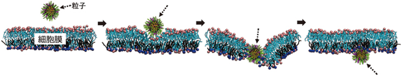 図⒍ ナノ粒子が細胞膜を透過する現象を分子動力学(MD)シミュレーション