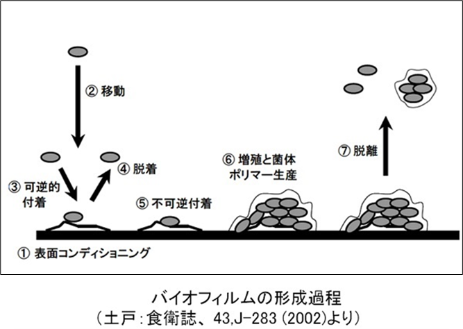 2．バイオフィルムとは