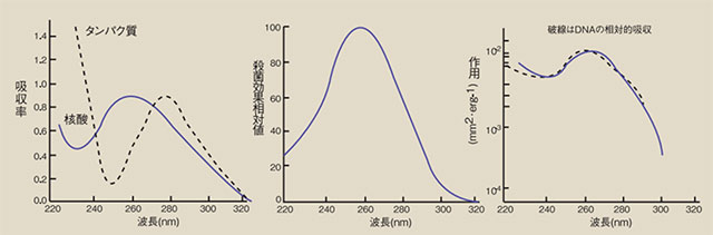 図1.紫外線吸収曲線(左)、相対殺菌効果曲線(中央)および大腸菌致死作用スペクトル近似の曲線(右)1.